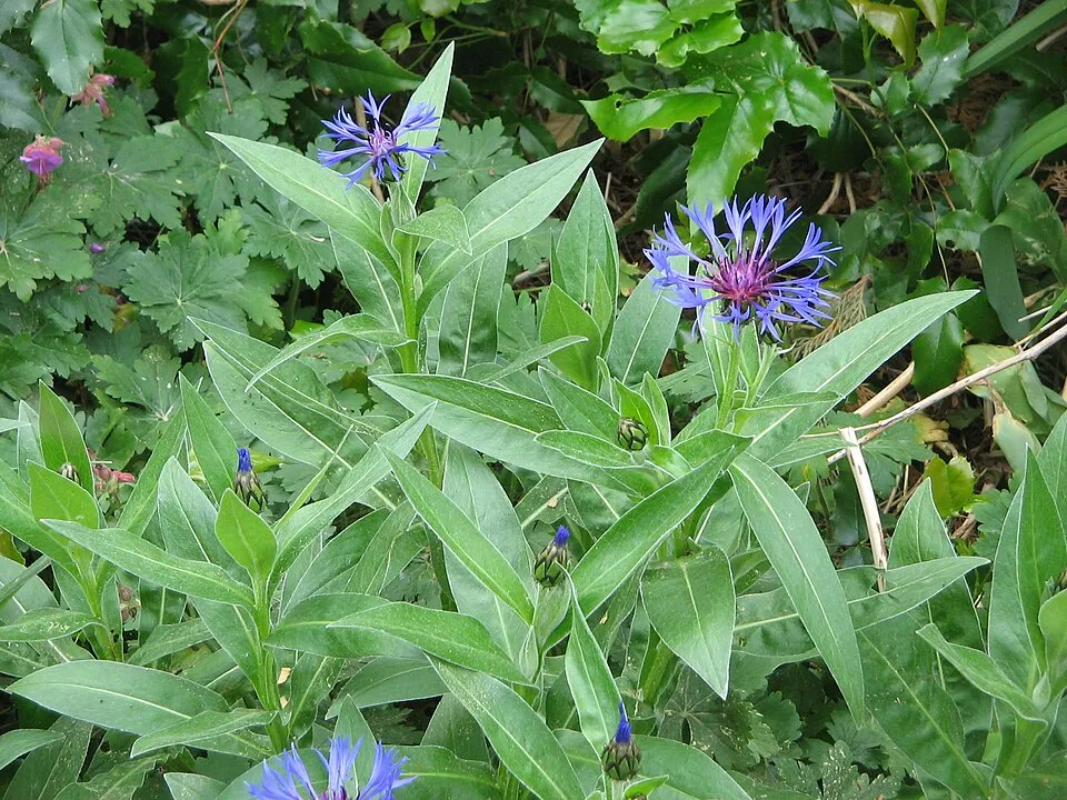 Hegyi imola / Centaurea montana 'Jordy'