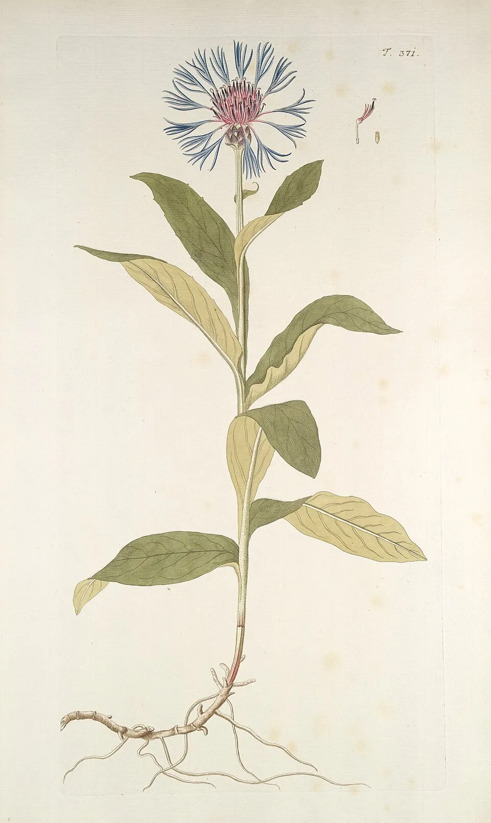 Hegyi imola / Centaurea montana 'Jordy'