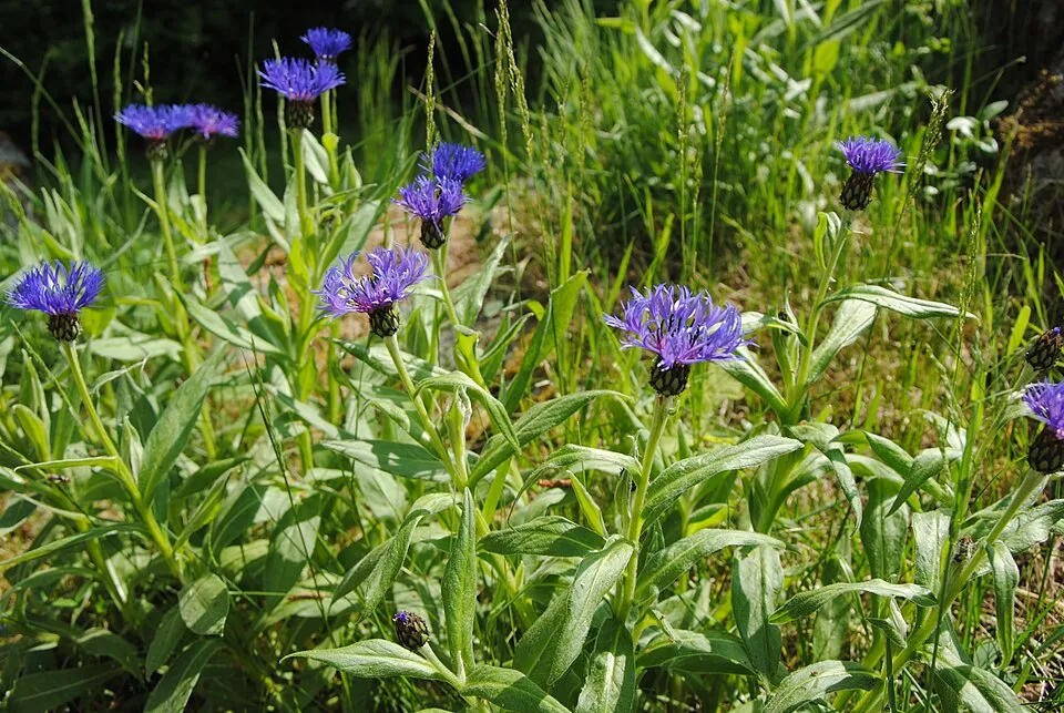 Hegyi imola / Centaurea montana 'Jordy'