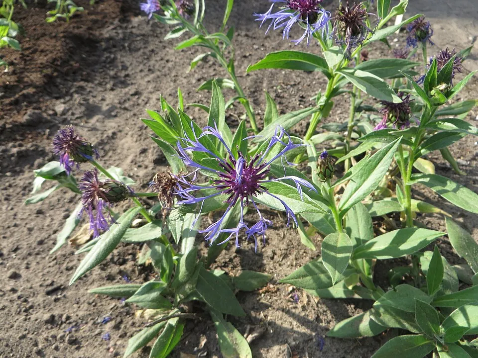 Hegyi imola / Centaurea montana 'Jordy'