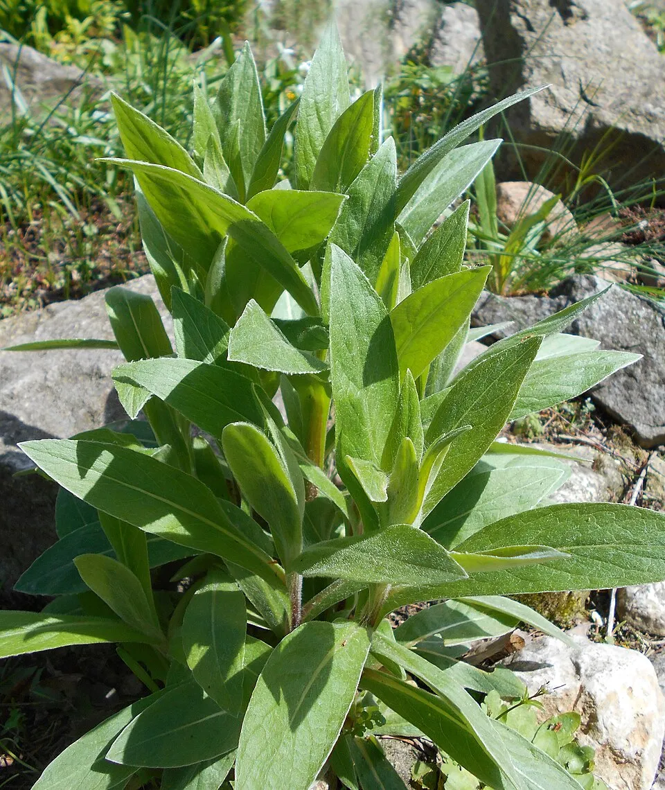 Hegyi imola / Centaurea montana 'Jordy'