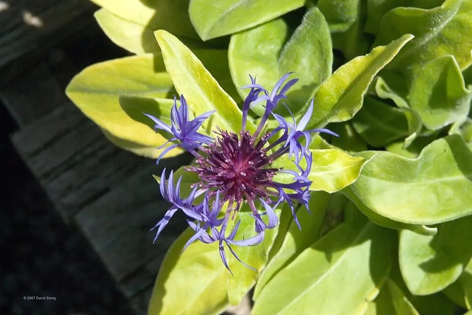 Hegyi imola / Centaurea montana 'Jordy'