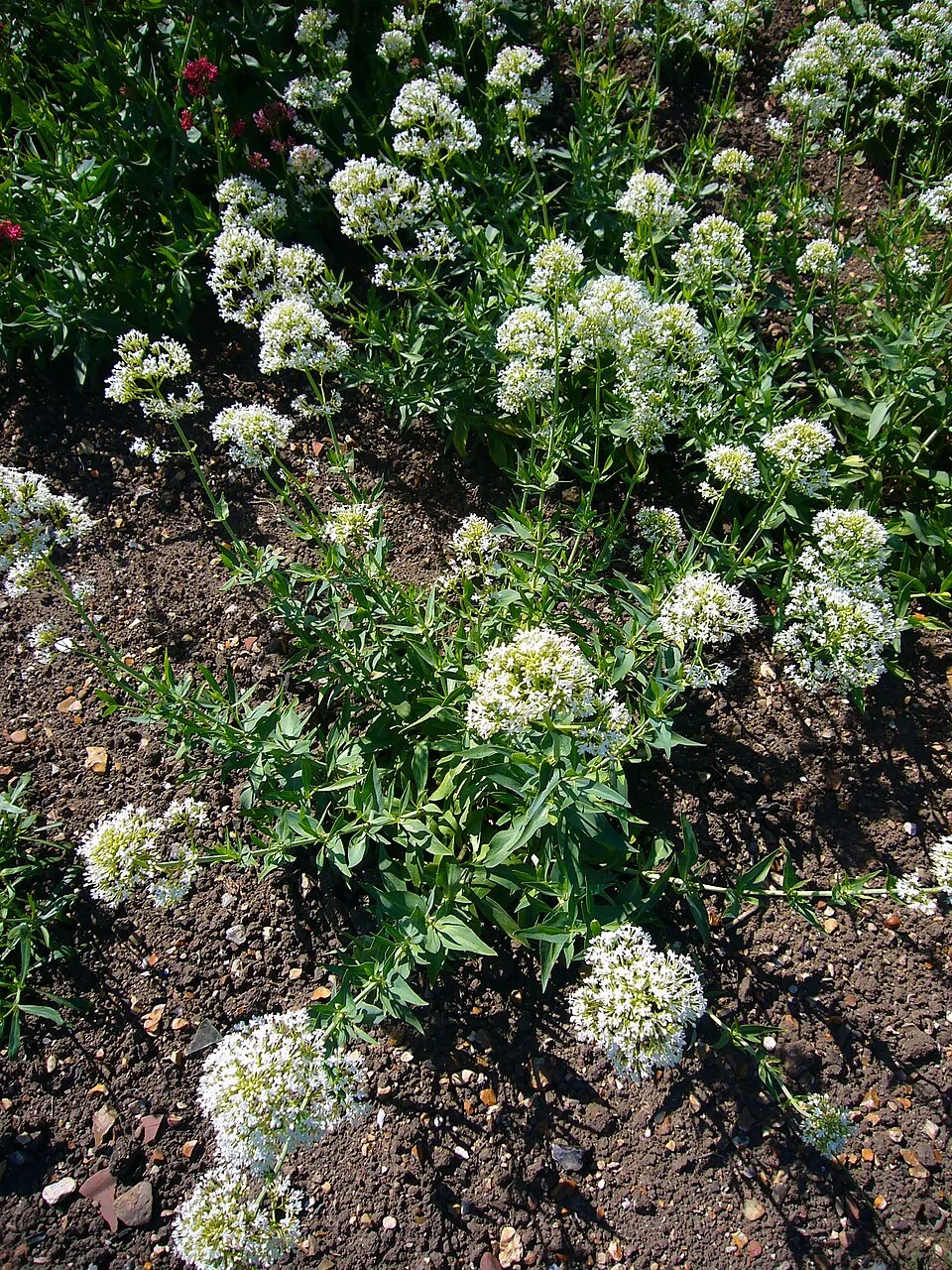 Piros sarkantyúvirág / Centranthus ruber 'Albus'