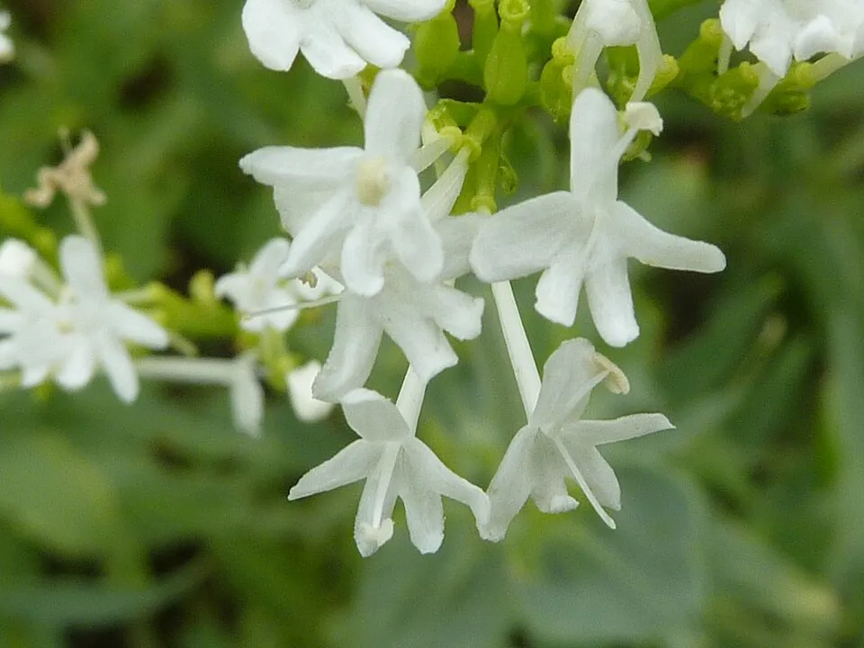 Piros sarkantyúvirág / Centranthus ruber 'Albus'