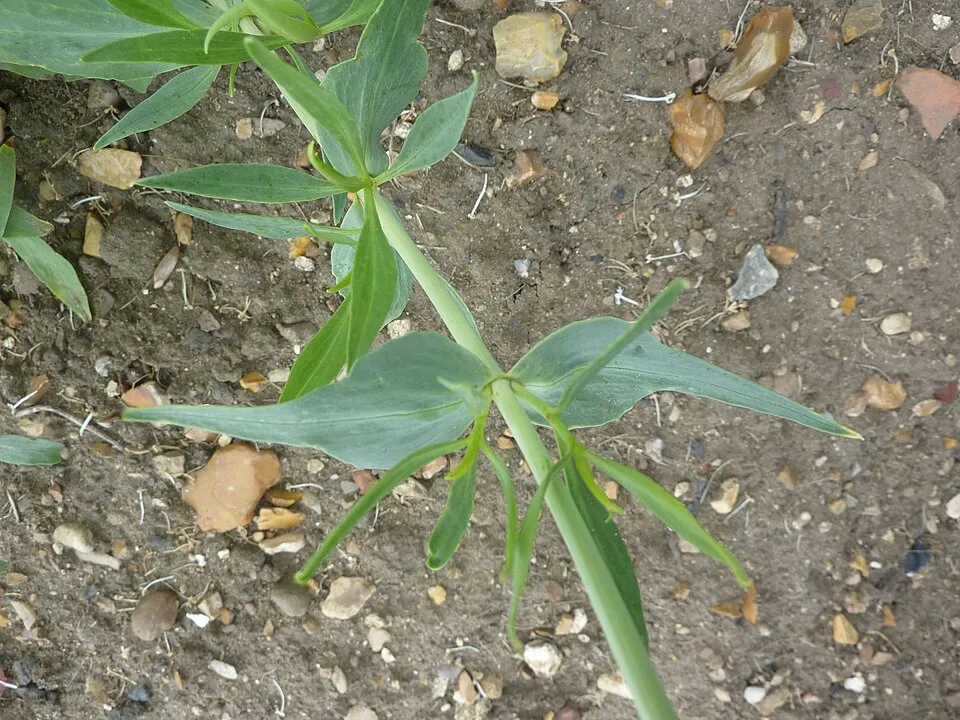 Piros sarkantyúvirág / Centranthus ruber 'Albus'