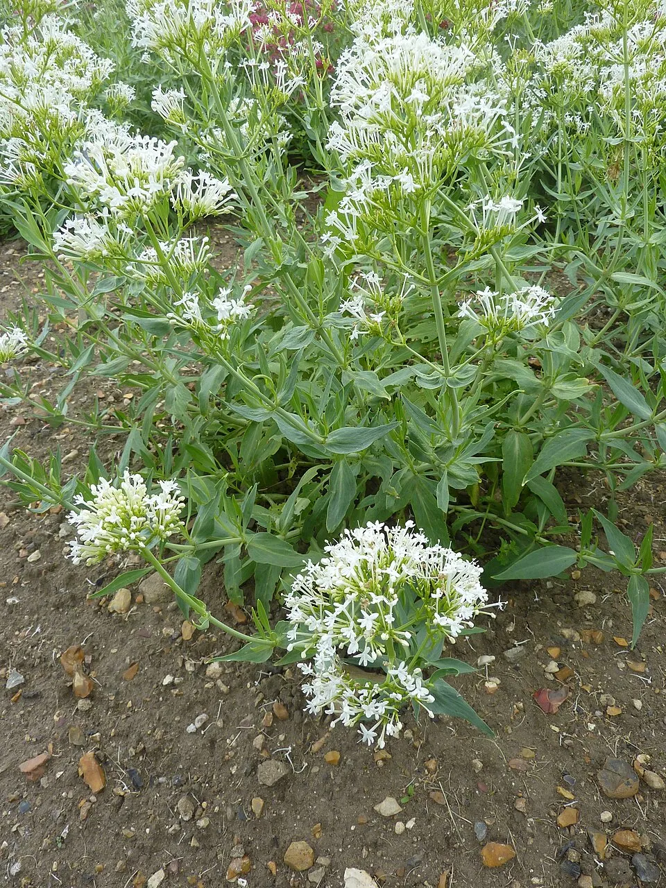 Piros sarkantyúvirág / Centranthus ruber 'Albus'
