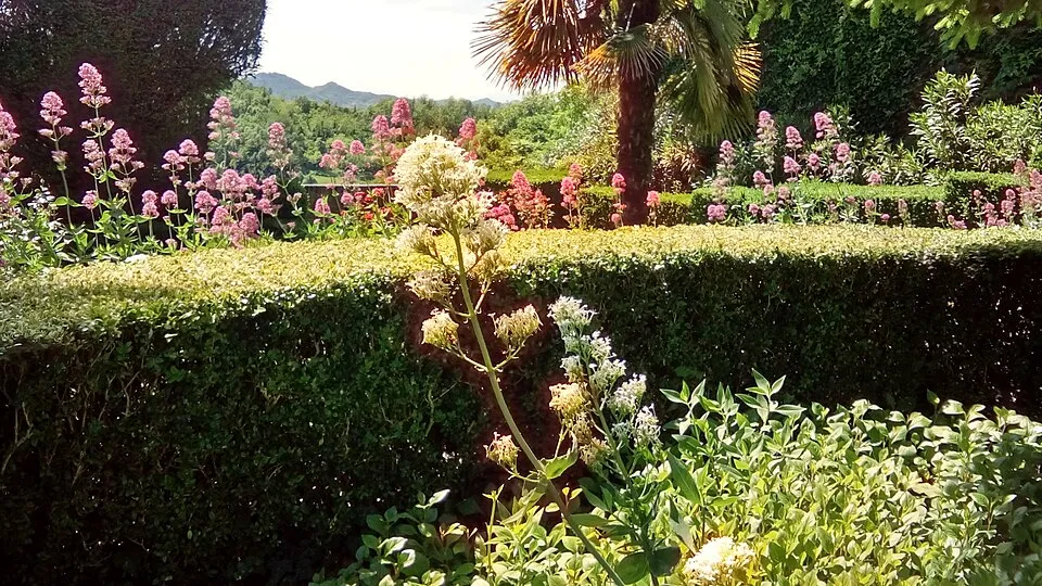 Piros sarkantyúvirág / Centranthus ruber 'Albus'