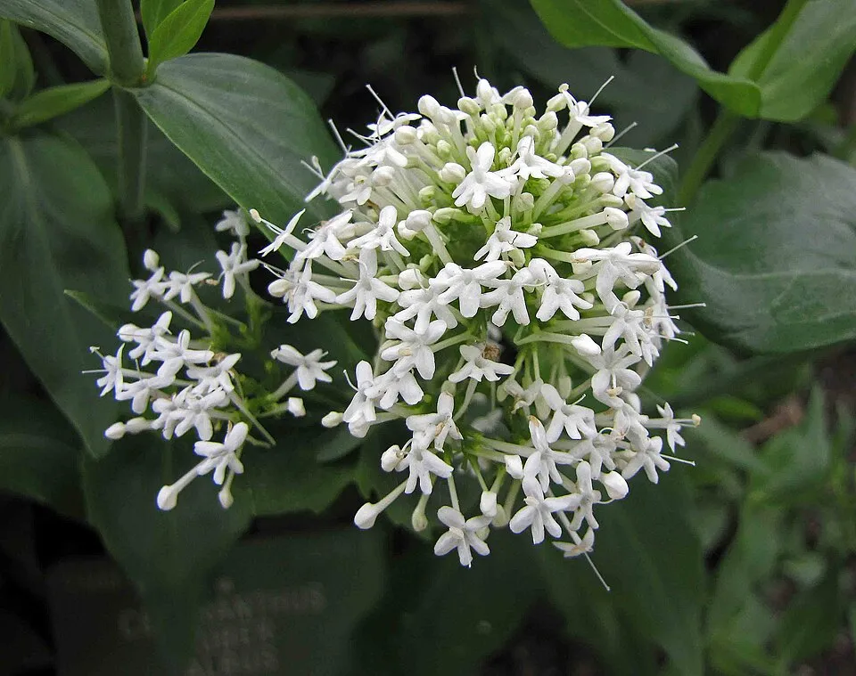 Piros sarkantyúvirág / Centranthus ruber 'Albus'