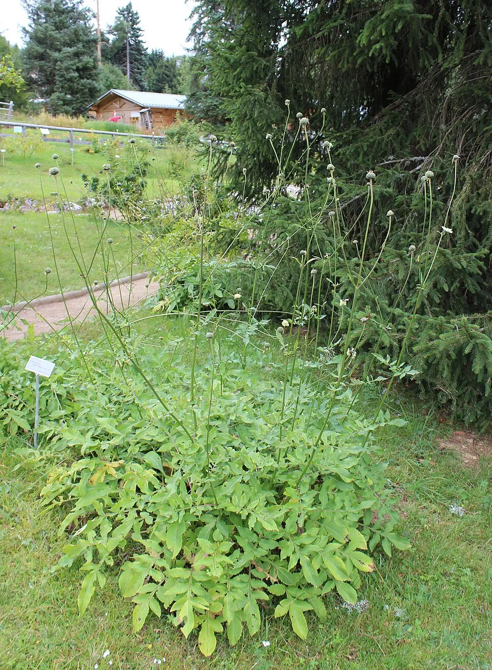 Óriás fejvirág / Cephalaria gigantea