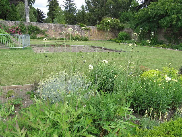 Óriás fejvirág / Cephalaria gigantea