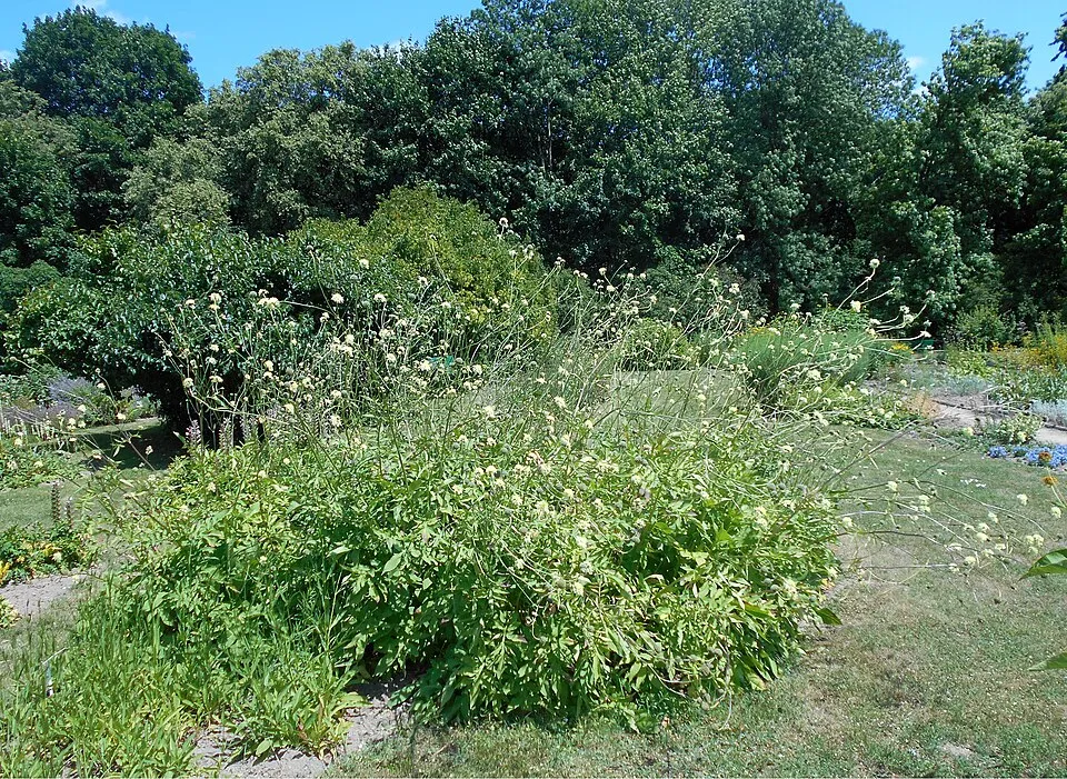 Óriás fejvirág / Cephalaria gigantea