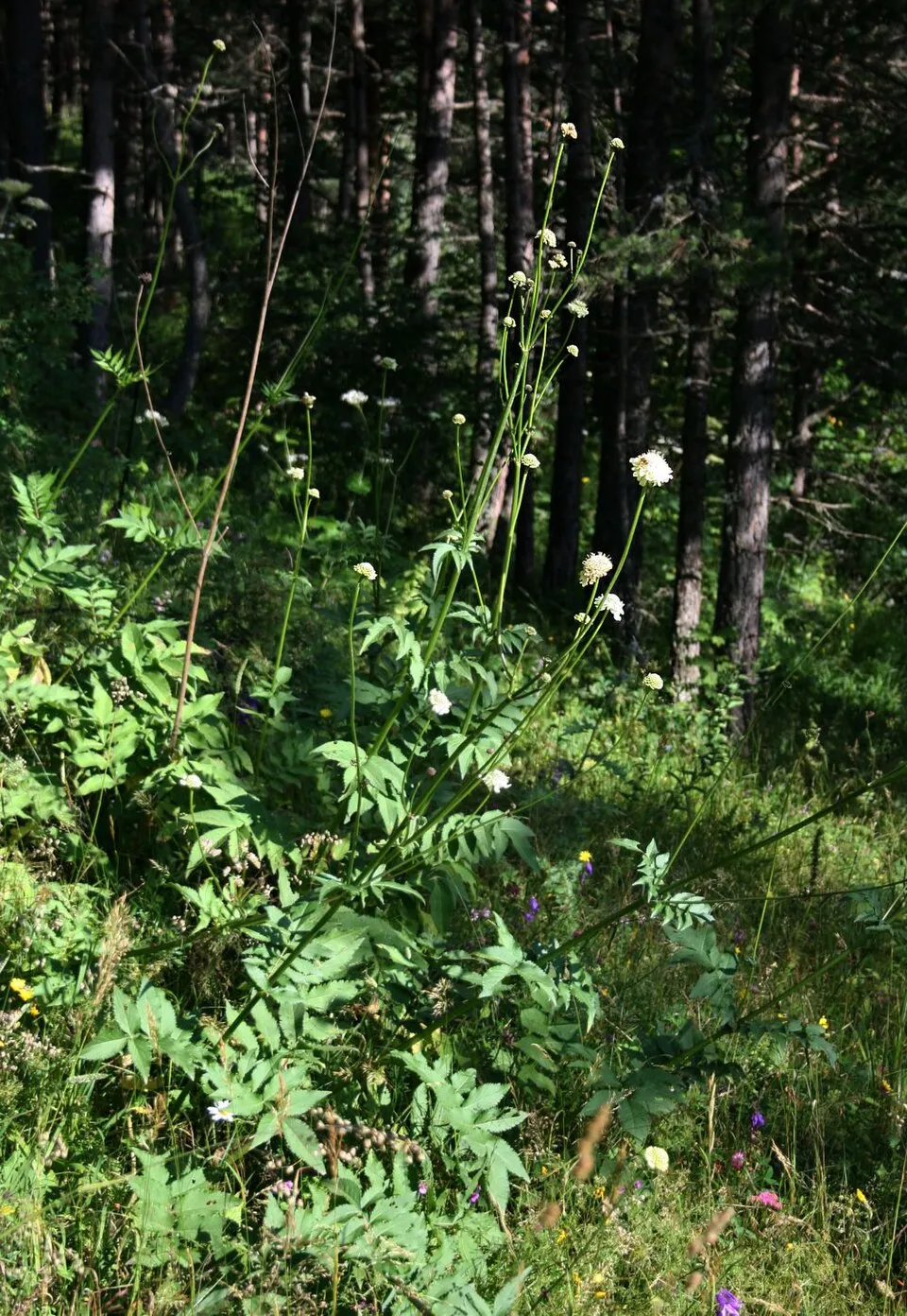 Óriás fejvirág / Cephalaria gigantea