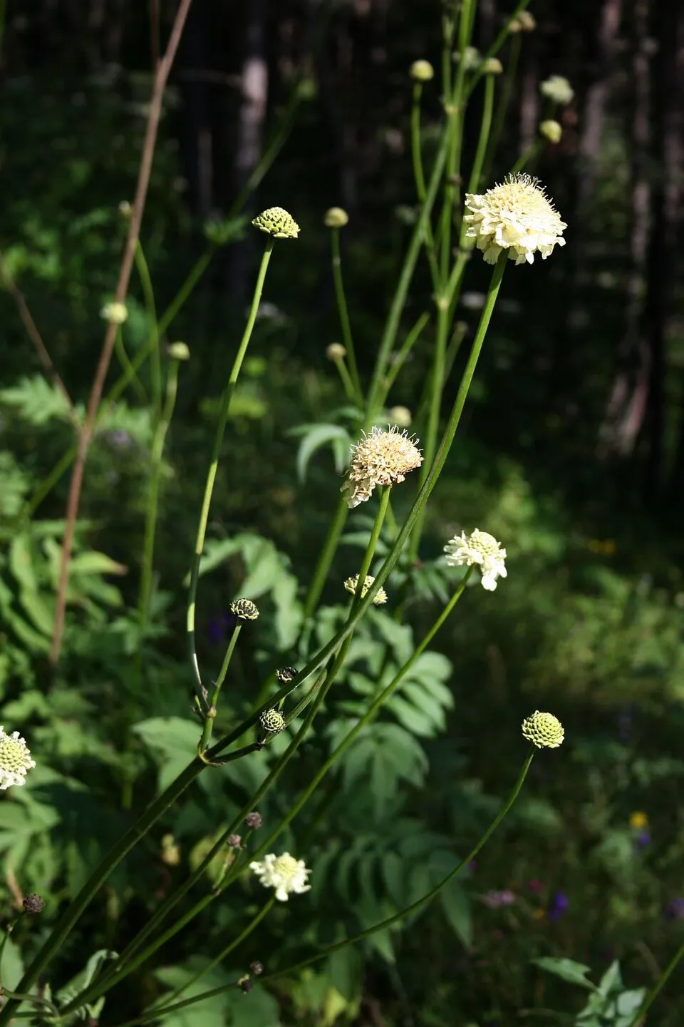 Óriás fejvirág / Cephalaria gigantea