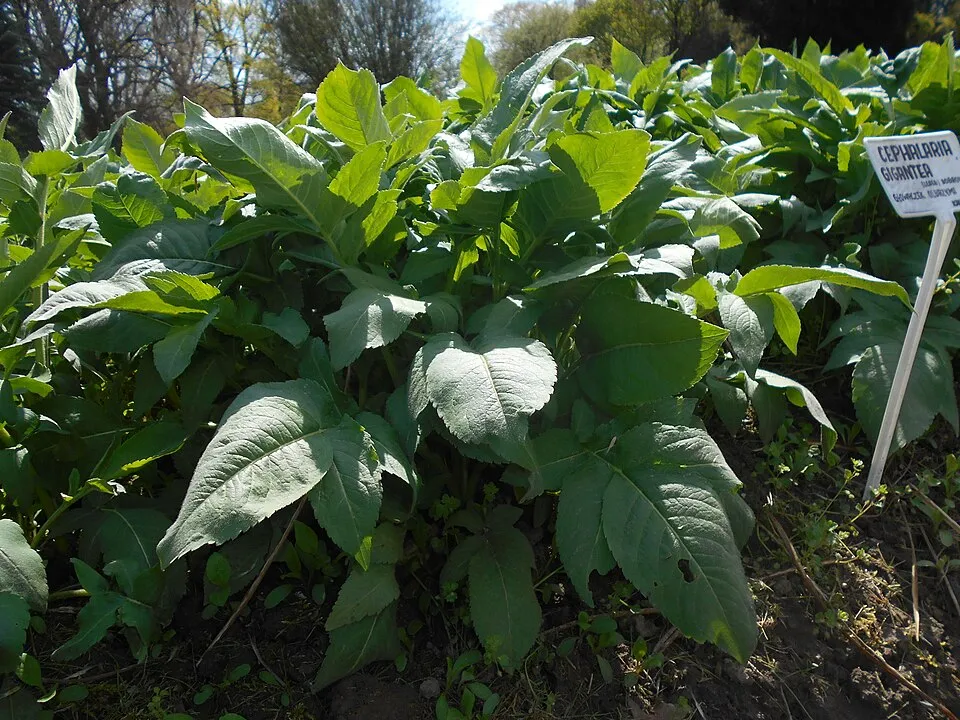 Óriás fejvirág / Cephalaria gigantea