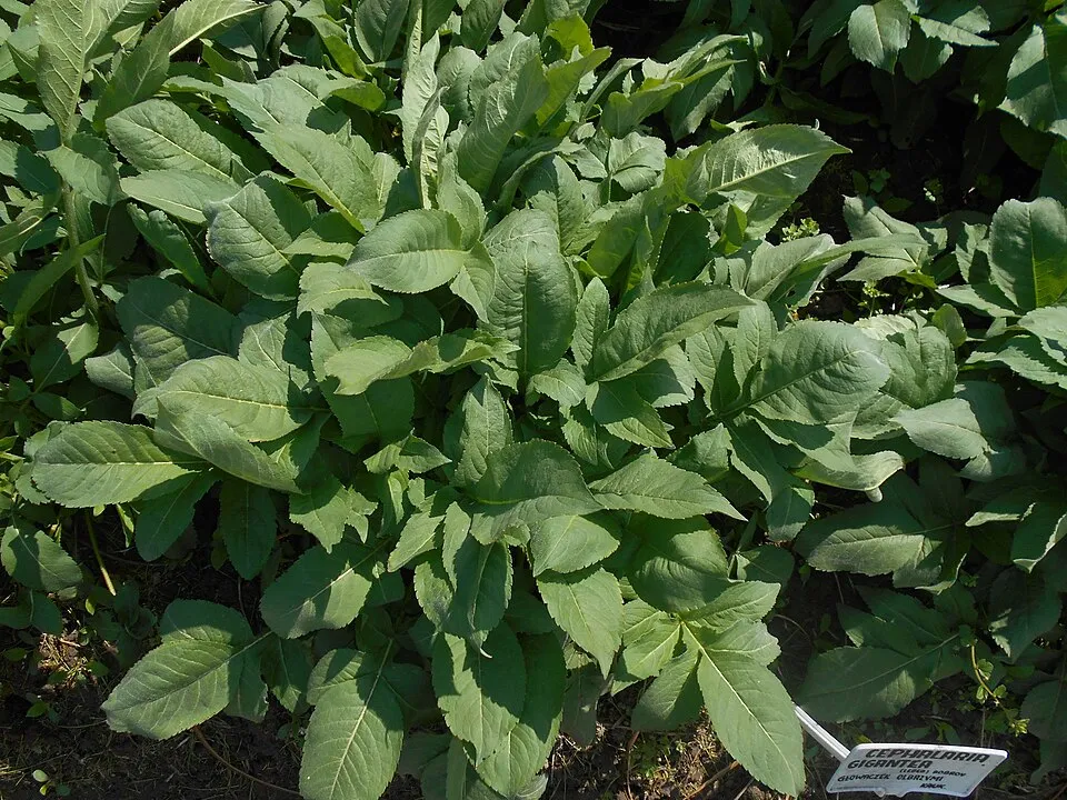 Óriás fejvirág / Cephalaria gigantea