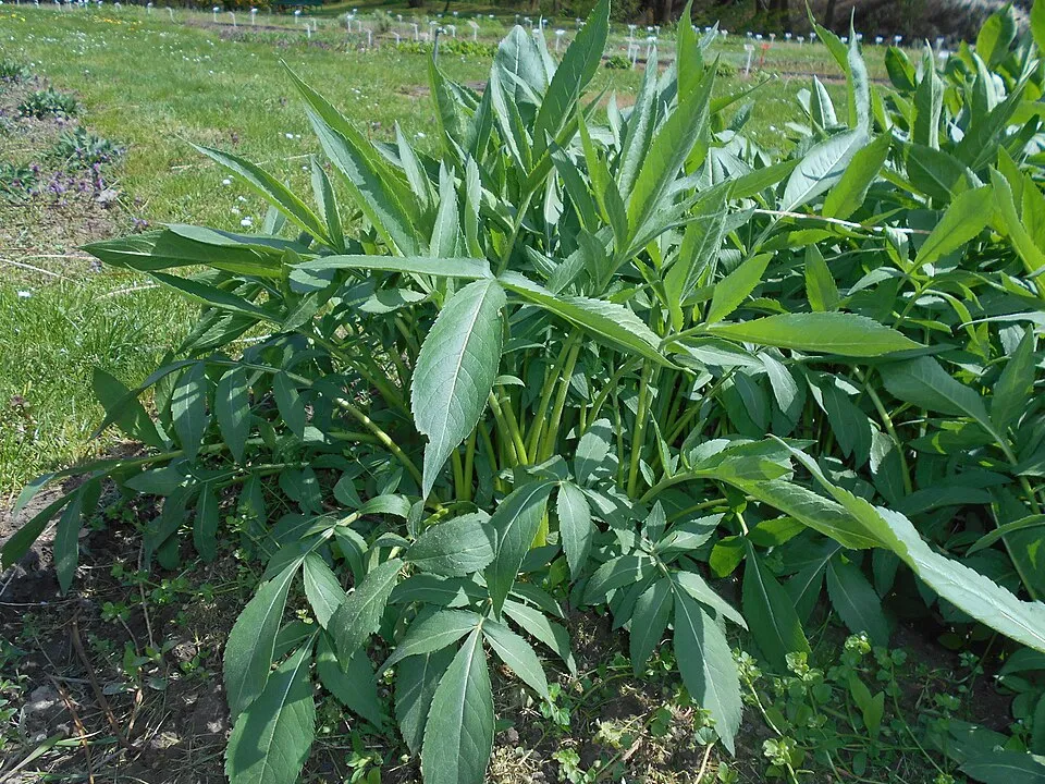 Óriás fejvirág / Cephalaria gigantea