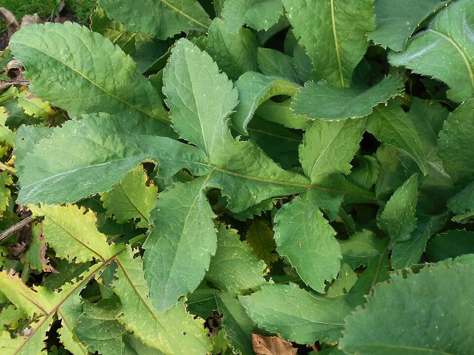 Óriás fejvirág / Cephalaria gigantea