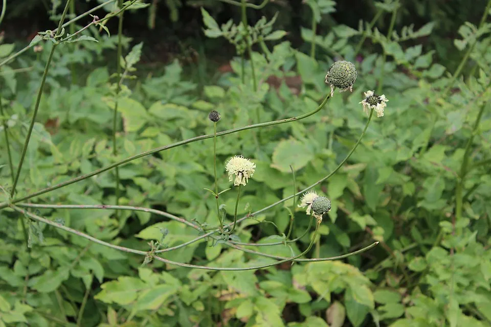 Óriás fejvirág / Cephalaria gigantea