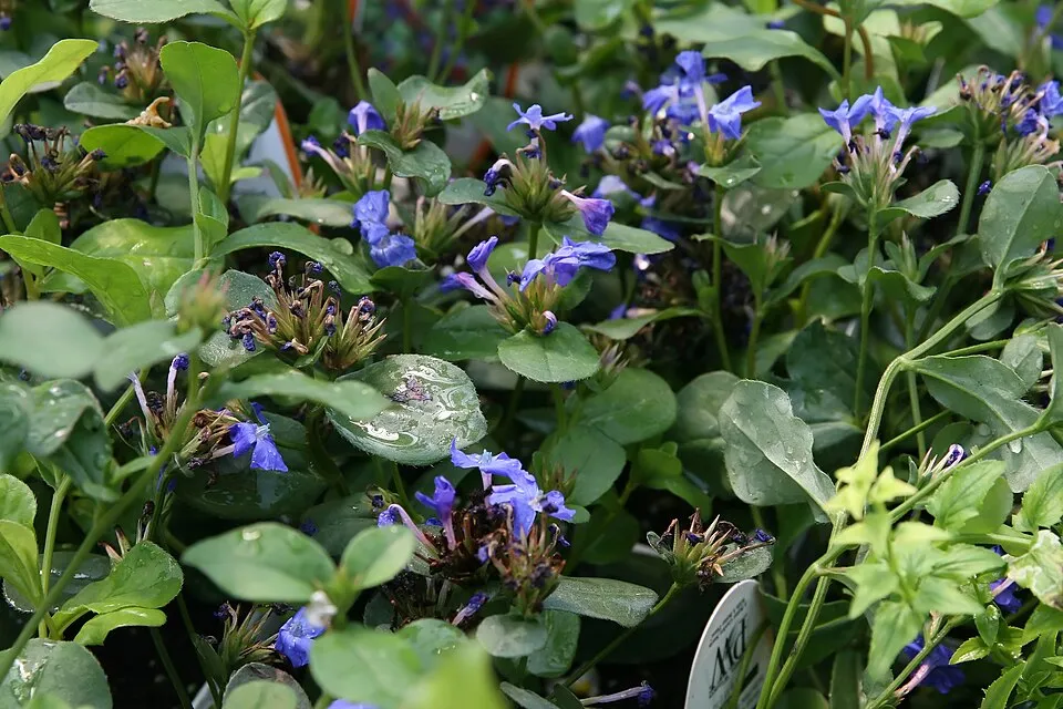 Tarackoló kékgyökér / Ceratostigma plumbaginoides