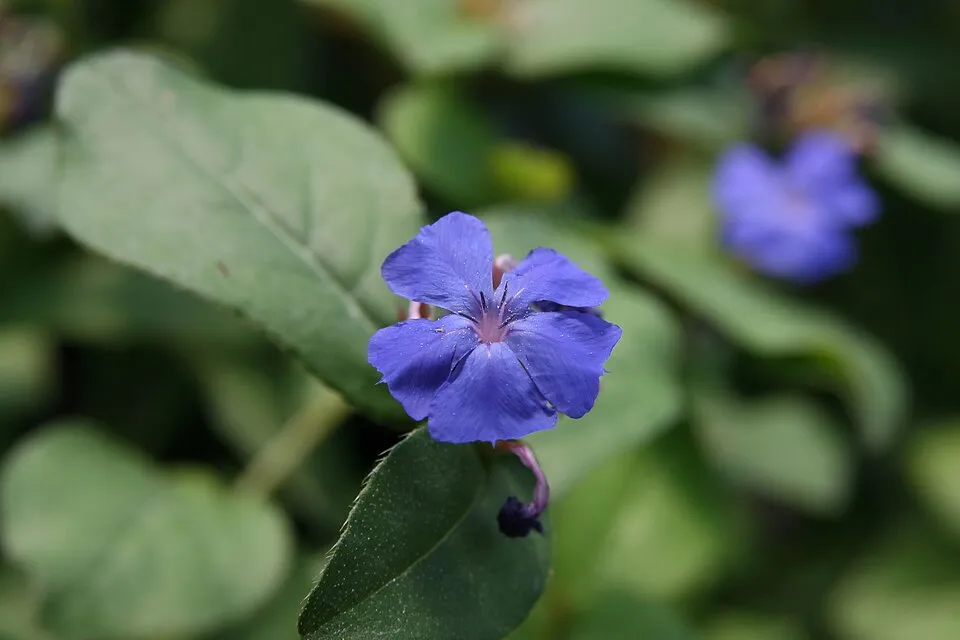 Tarackoló kékgyökér / Ceratostigma plumbaginoides