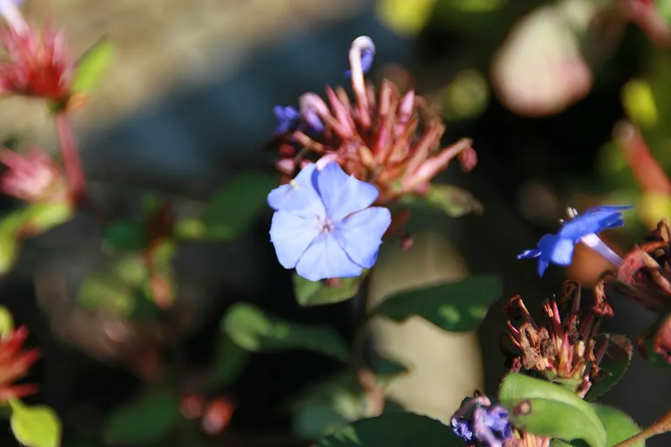 Tarackoló kékgyökér / Ceratostigma plumbaginoides