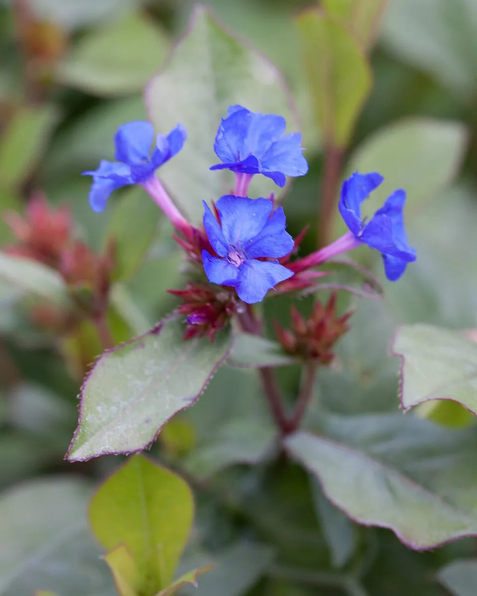 Tarackoló kékgyökér / Ceratostigma plumbaginoides