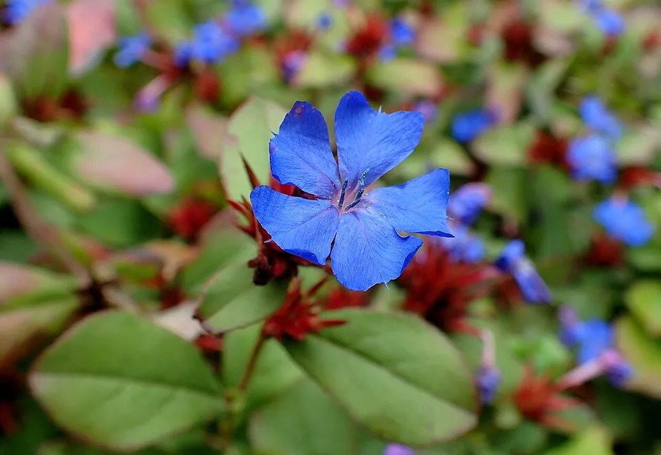 Tarackoló kékgyökér / Ceratostigma plumbaginoides
