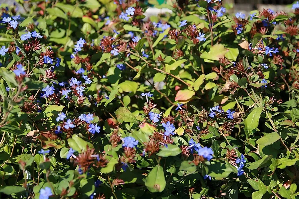 Tarackoló kékgyökér / Ceratostigma plumbaginoides