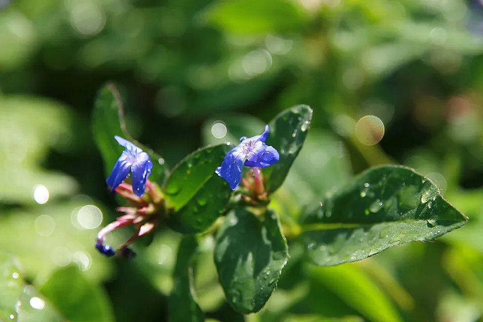 Tarackoló kékgyökér / Ceratostigma plumbaginoides