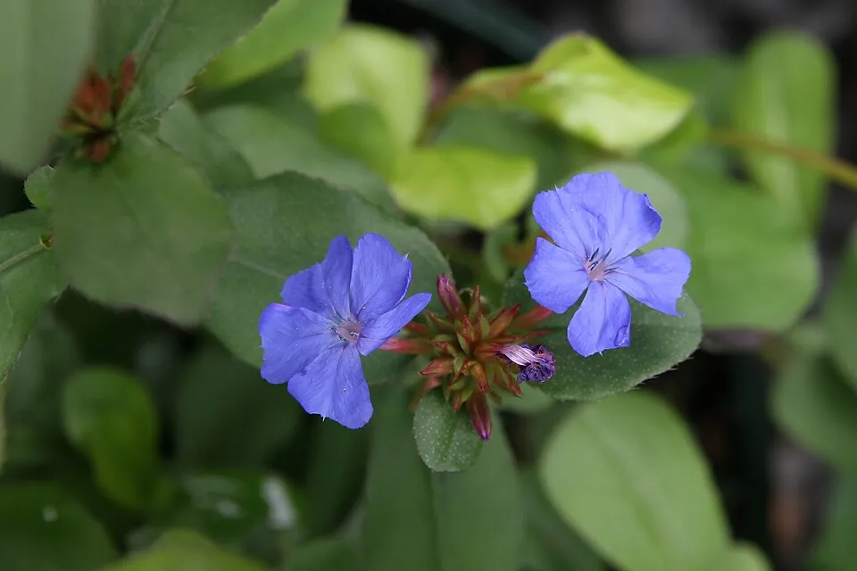Tarackoló kékgyökér / Ceratostigma plumbaginoides