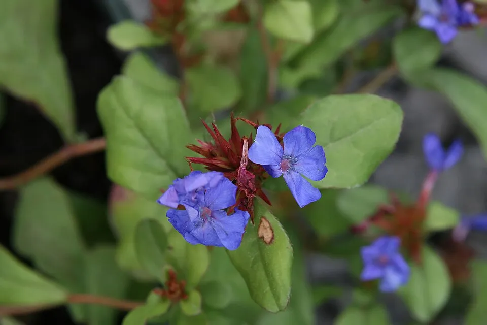 Tarackoló kékgyökér / Ceratostigma plumbaginoides