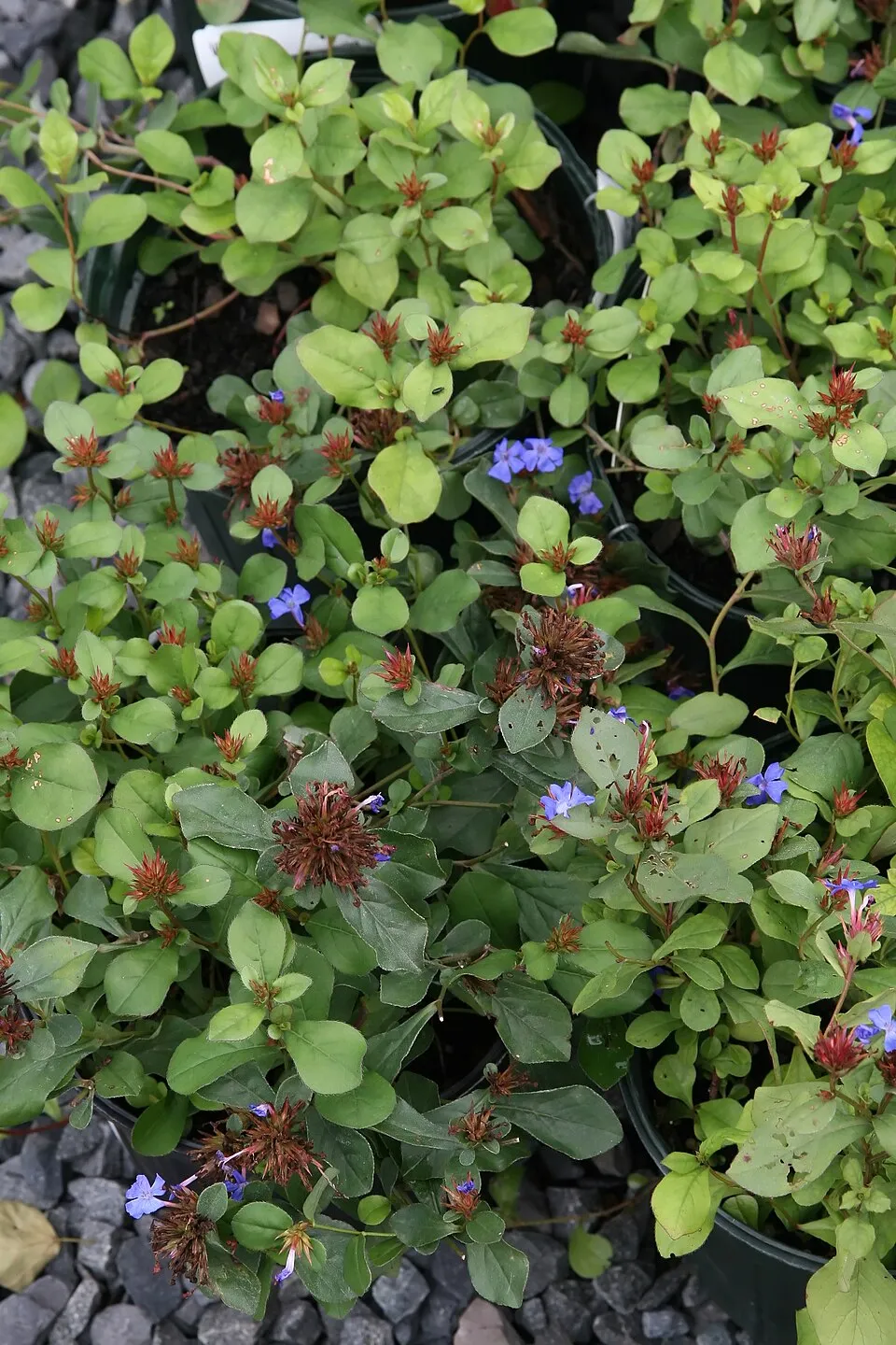 Tarackoló kékgyökér / Ceratostigma plumbaginoides