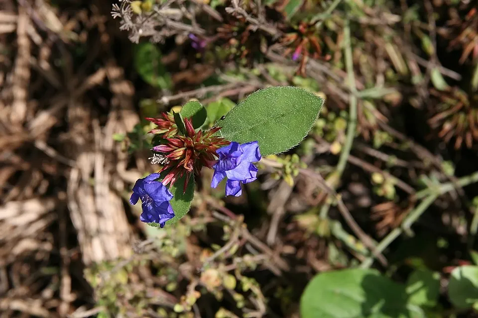 Tarackoló kékgyökér / Ceratostigma plumbaginoides
