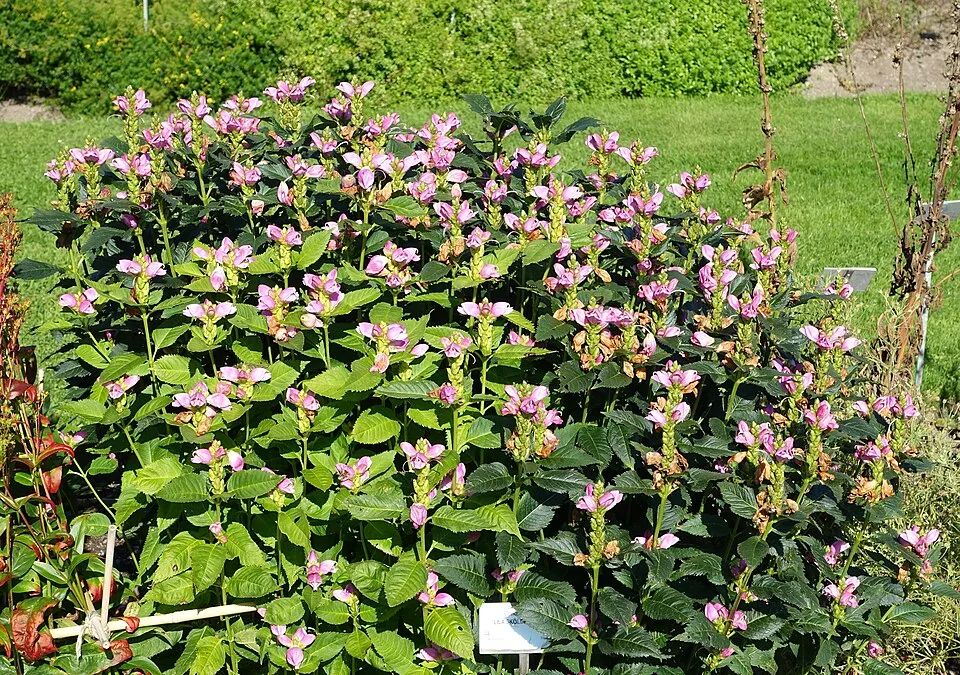 Csinos gerlefej / Chelone obliqua