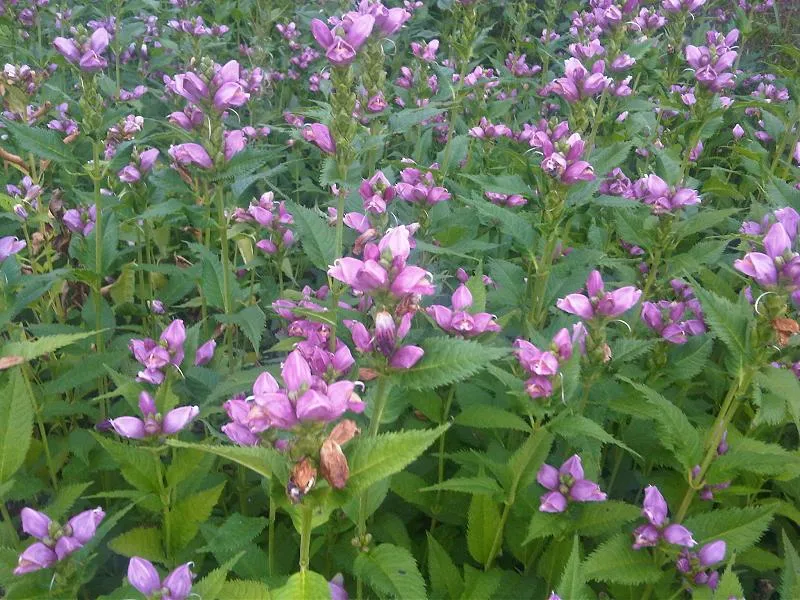 Csinos gerlefej / Chelone obliqua