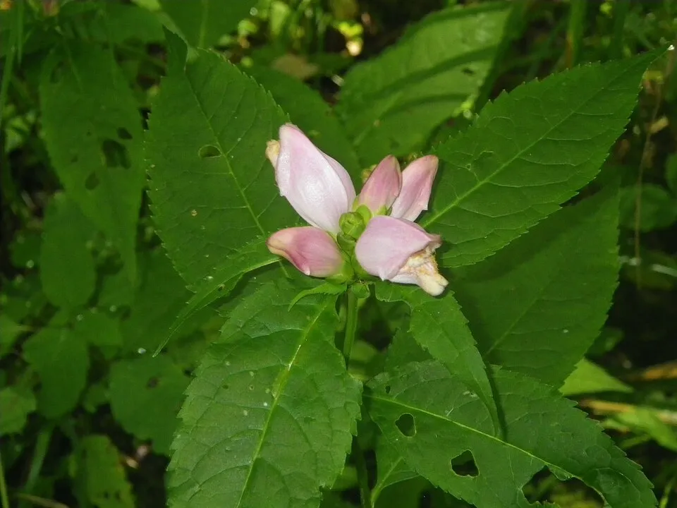 Csinos gerlefej / Chelone obliqua 'Alba'