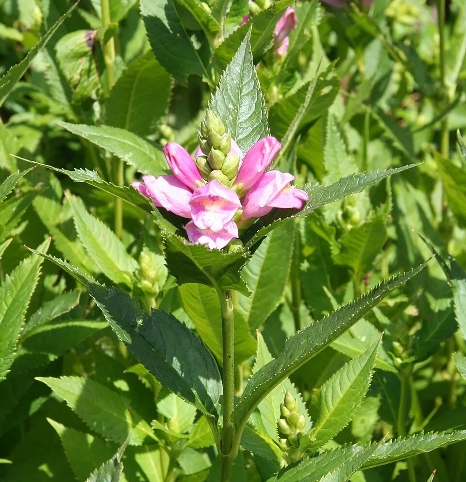 Csinos gerlefej / Chelone obliqua 'Alba'