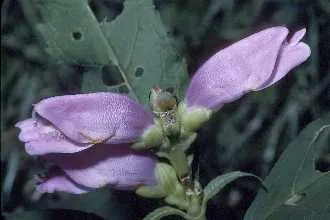 Csinos gerlefej / Chelone obliqua 'Alba'