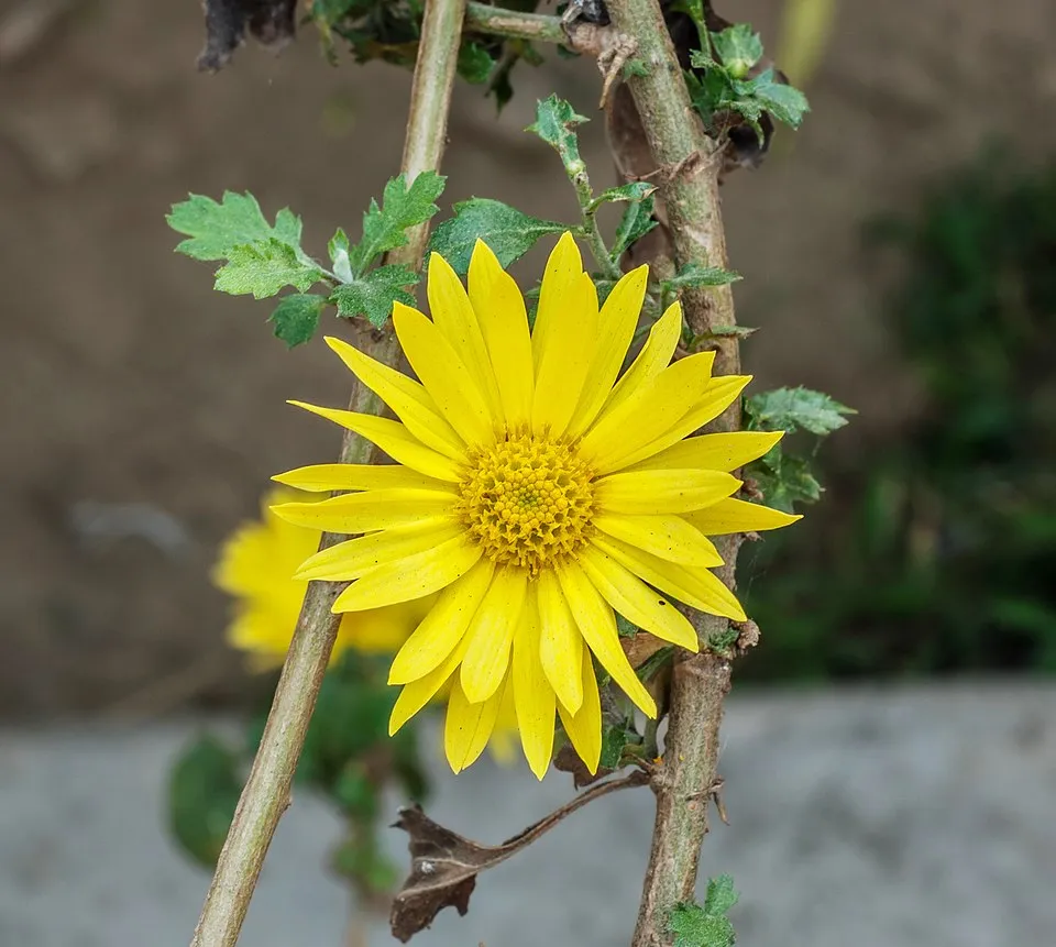 Kerti margitvirág / Chrysanthemum × indicum 'Dernier Soleil'