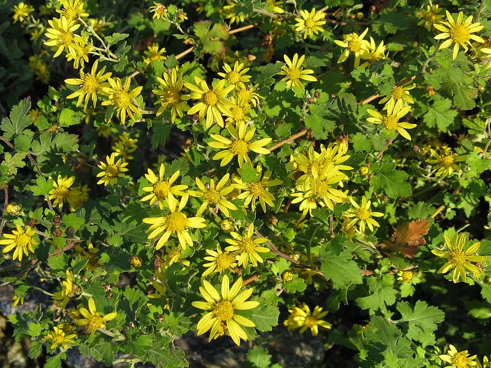 Kerti margitvirág / Chrysanthemum × indicum 'Dernier Soleil'