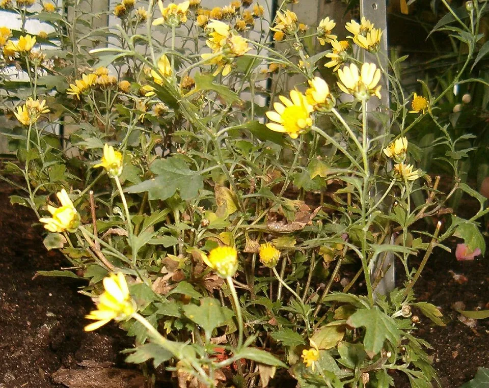 Kerti margitvirág / Chrysanthemum × indicum 'Dernier Soleil'