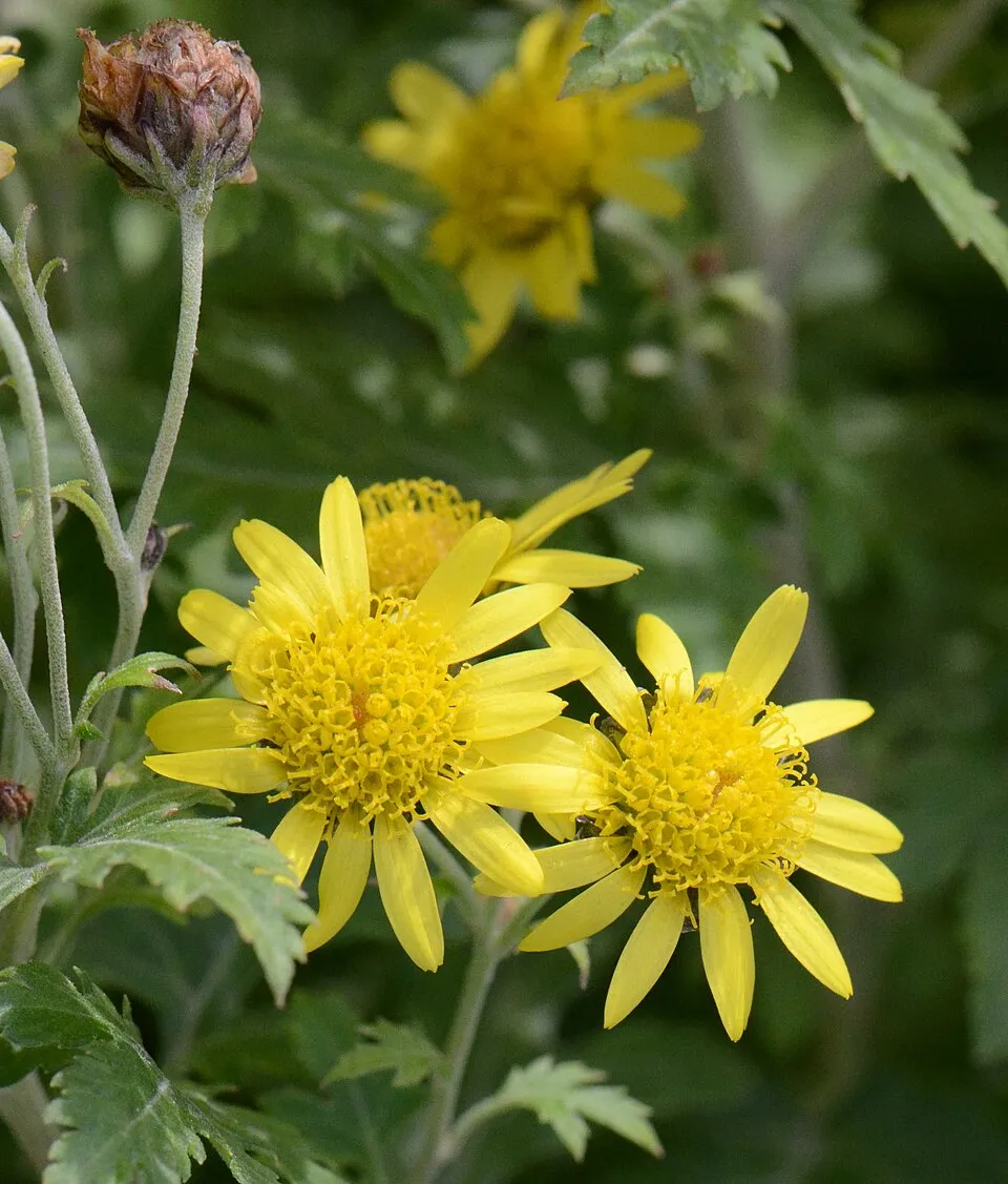 Kerti margitvirág / Chrysanthemum × indicum 'Dernier Soleil'