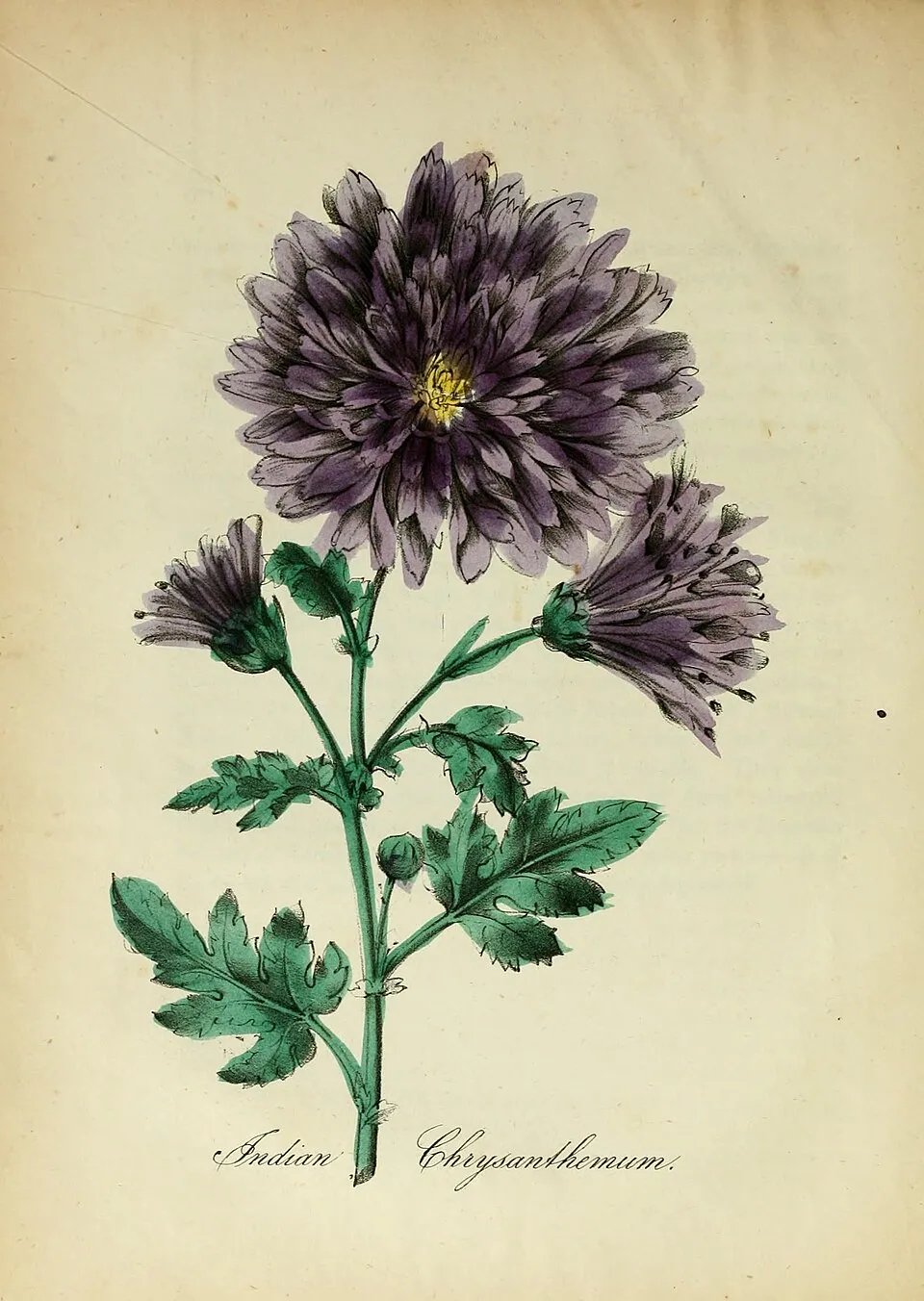 Kerti margitvirág / Chrysanthemum × indicum 'Kleiner Bernstein'