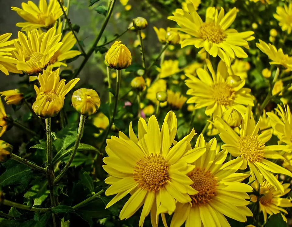Kerti margitvirág / Chrysanthemum × indicum 'Kleiner Bernstein'
