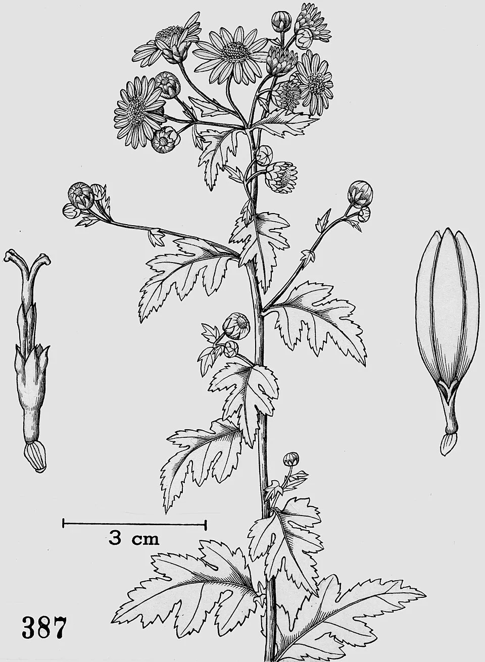 Kerti margitvirág / Chrysanthemum × indicum 'Kleiner Bernstein'