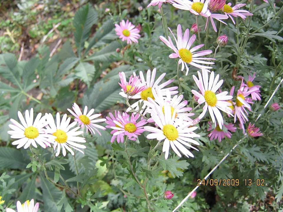 Zawadzki-krizantém / Chrysanthemum zawadzkii