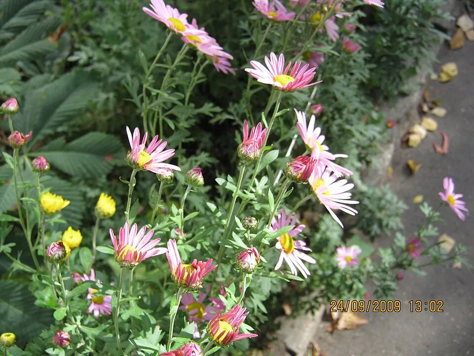 Zawadzki-krizantém / Chrysanthemum zawadzkii