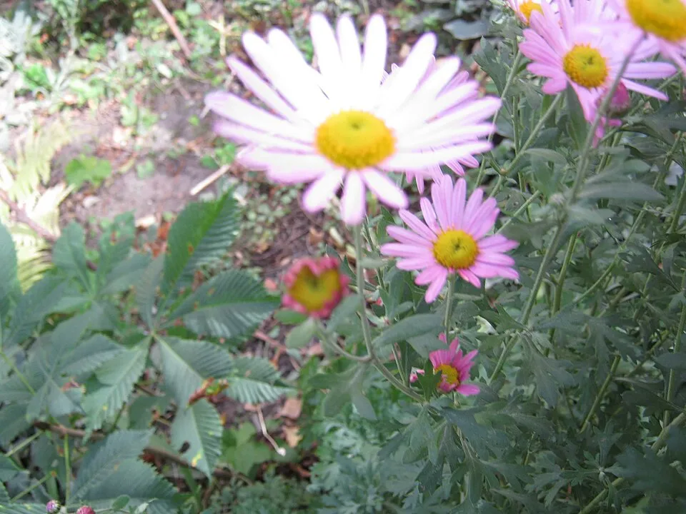Zawadzki-krizantém / Chrysanthemum zawadzkii