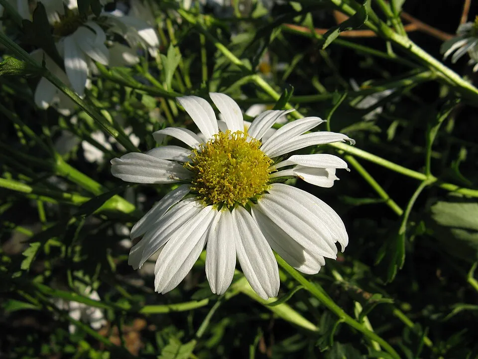 Zawadzki-krizantém / Chrysanthemum zawadzkii