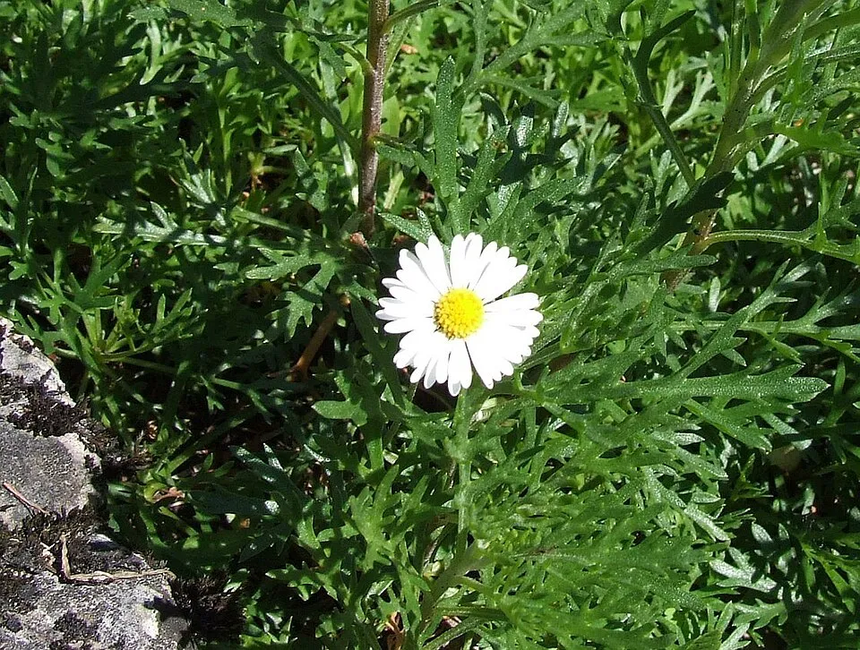 Zawadzki-krizantém / Chrysanthemum zawadzkii